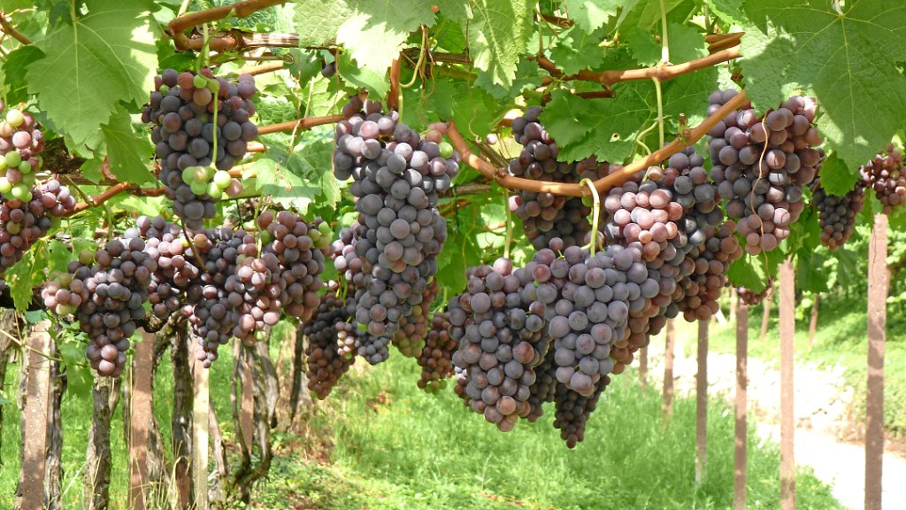 2011-08-02 09.15.56.jpg